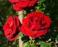 Red Star rose photo