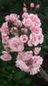Diadem rose photo