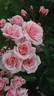 Diadem rose photo
