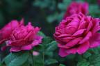 Princesse Vega rose photo