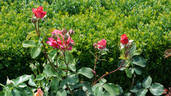 Jennie Butchart rose photo
