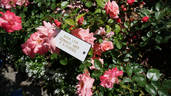 Anna Livia rose photo