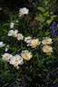 Silken Touch rose photo