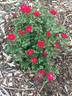 Sunrosa Red™ rose photo