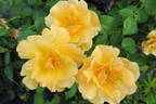 Campina Gold ® rose photo