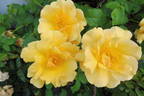 Campina Gold ® rose photo