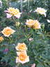 Bush Shine rose photo