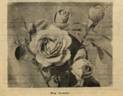 Cheerful rose photo