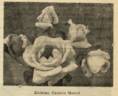 Madame Caristie Martel rose photo