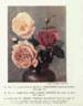 Miss Lolita Armour rose photo