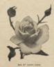 Madame Caristie Martel rose photo