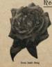 Earl Haig rose photo