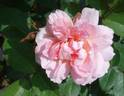English Elegance rose photo