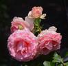 Dr. Jane Goodall rose photo