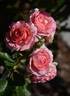 Dr. Jane Goodall rose photo