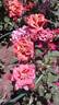 Cha-Cha rose photo