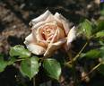 Café Olé rose photo