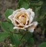 Café Olé rose photo