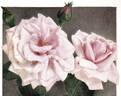 Victory rose photo