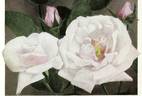 Ben Stad rose photo