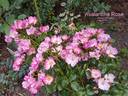 Avalanche Rose ® rose photo