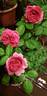 Lady of Megginch rose photo