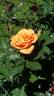 Doris Tysterman rose photo