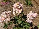 Roztomilá rose photo