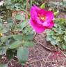 News ® rose photo
