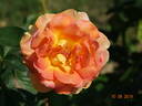 Arlequin rose photo