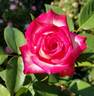 Dina Gee rose photo