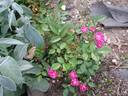 Madame Norbert Levavasseur rose photo
