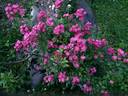 Madame Norbert Levavasseur rose photo