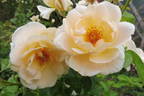 Isarperle rose photo