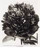 Mons Martin Cahuzac peony photo