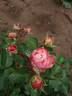 Frosted Muffin rose photo