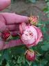 Frosted Muffin rose photo