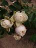 Frosted Muffin rose photo