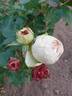 Frosted Muffin rose photo