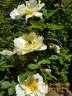 Von Scharnhorst rose photo