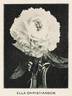 Ella Christiansen peony photo