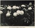 Ella Christiansen peony photo