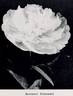Baroness Schroeder peony photo