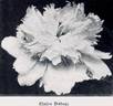 Claire Dubois peony photo