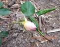 Heavenly Rosalind rose photo