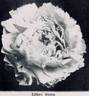 Lillian Gumm peony photo