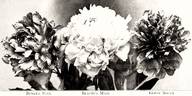 Beauty's Mask peony photo