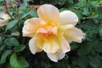 Campina Gold ® rose photo