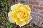 Marco Polo rose photo