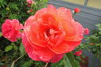 Rainy Day ® rose photo